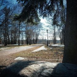 Road passing through trees