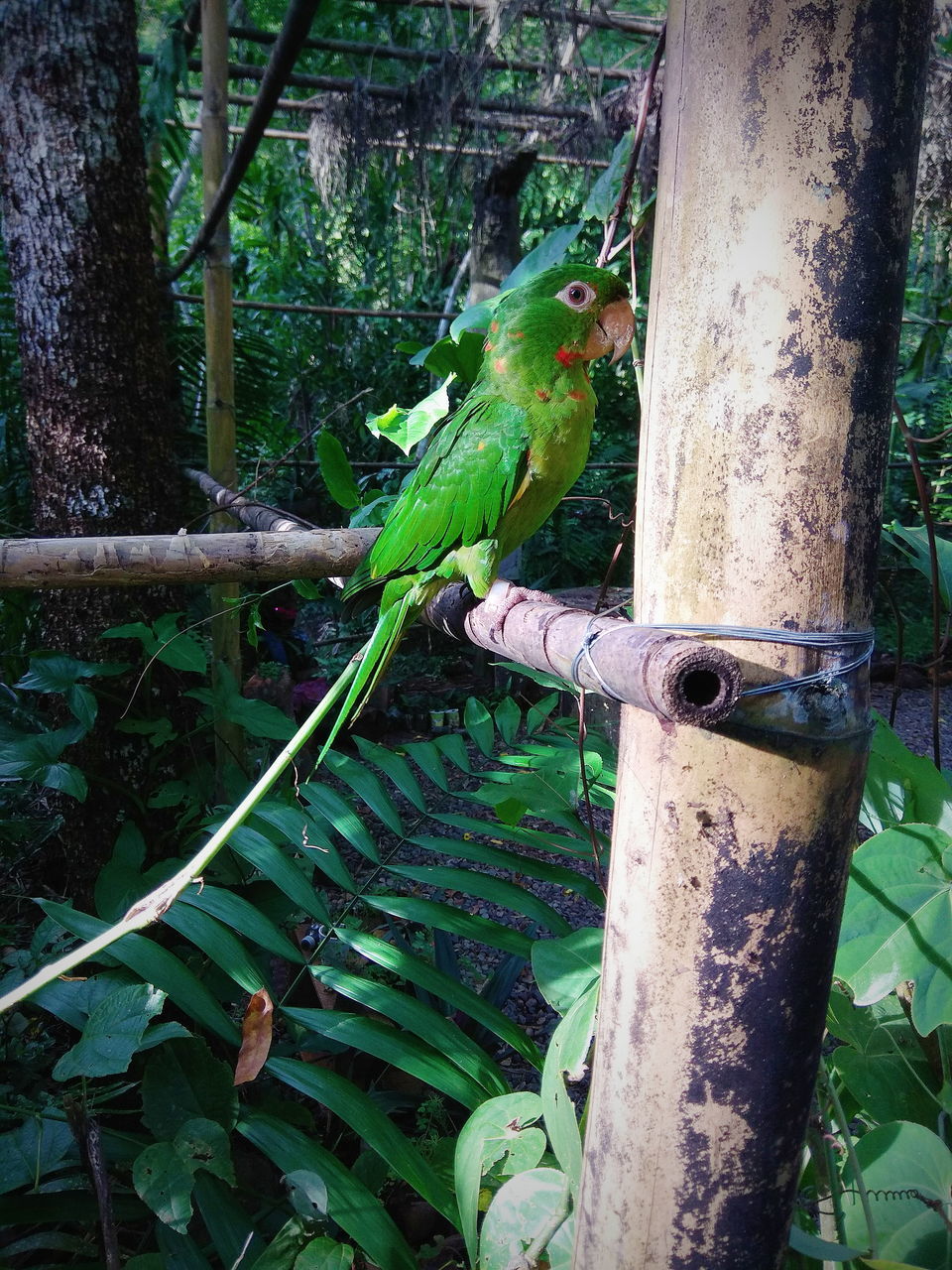 CLOSE-UP OF BIRD PERCHING ON TREE TRUNK