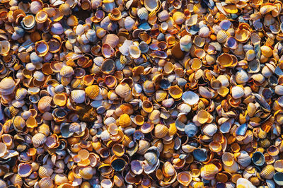 Sea background in the rays of the setting sun. lots of small colorful shells
