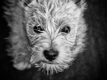 Portrait of west highland white terrier