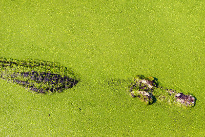 High angle view of crocodile in swamp