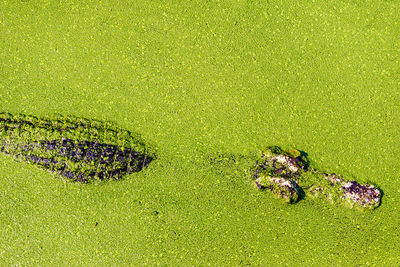 High angle view of starfish on grass