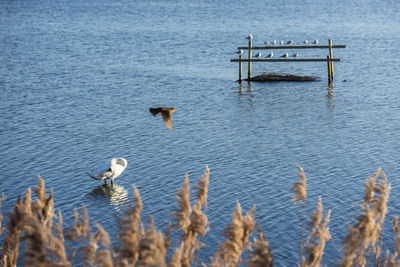 White adult swan cleaning itself at the lake with birds in the foreground and the background