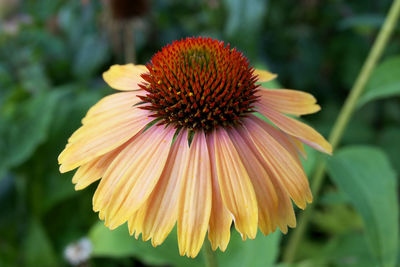 Close-up of yellow flower