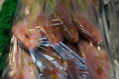 Close up of red leaf