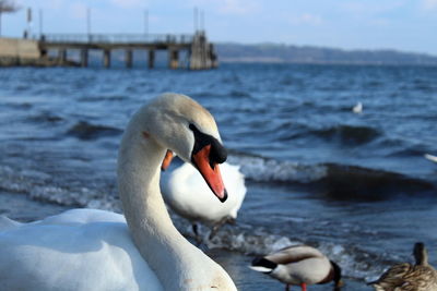 Swan swimming in lake