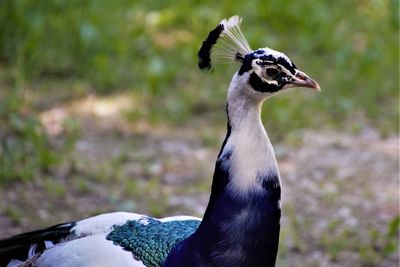 Close-up of a bird