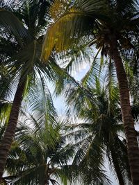 Low angle view of coconut palm tree against sky