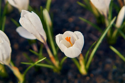 Close-up of white crocus flower on field