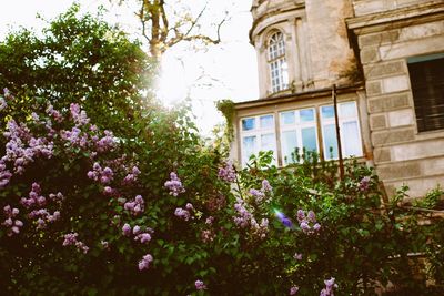 Low angle view of flowers on tree