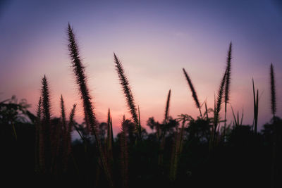 Close-up of silhouette plants against sunset sky