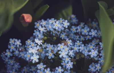 Close-up of white flowering plants