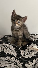 animal