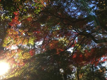 Low angle view of autumnal trees against sky