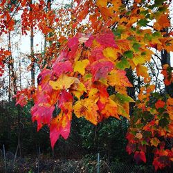 Maple leaves on tree