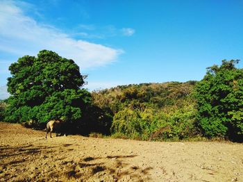 Scenic view of tree on landscape against sky