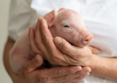 Midsection of woman holding piglet