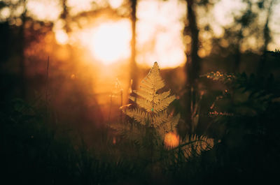 Sun shining through trees in forest during sunset