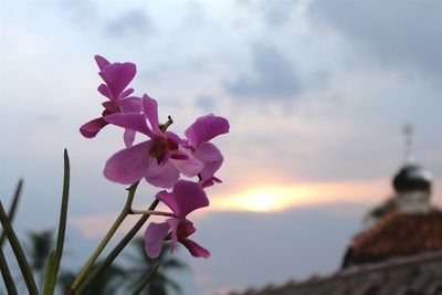 Close-up of flowers against sky