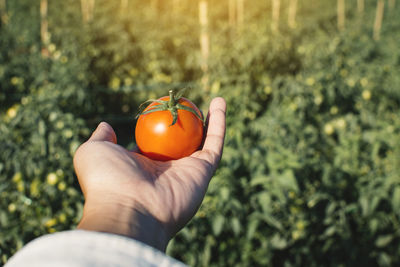 Cropped image of hand holding tomato against plant