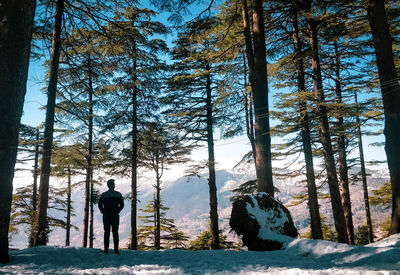 Rear view of man standing by trees in forest