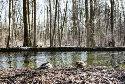 Swan swimming on lake in forest