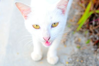 Portrait of cat