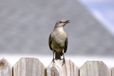 Close-up of bird perching on fence