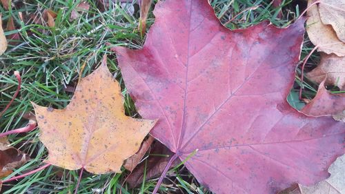 High angle view of dry leaf on plant during autumn