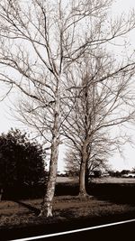 Bare tree against clear sky