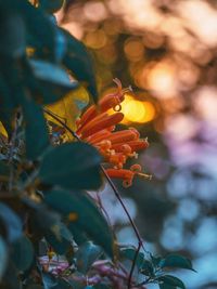 Close-up of orange flowering plant