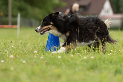 Close-up of a dog on field