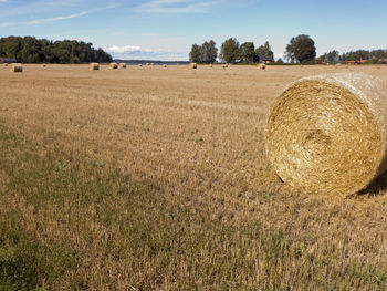 Grain harvest on lake vänern near mariestad in värmland in sweden. the straw bales lie on the harv