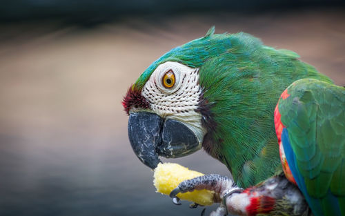 Close-up of parrot eating food