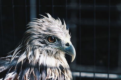 Close-up of owl in cage