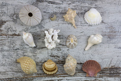 High angle view of shells on table