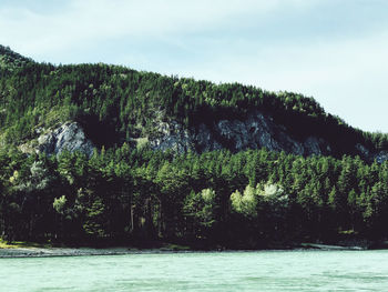 Scenic view of river amidst trees against sky