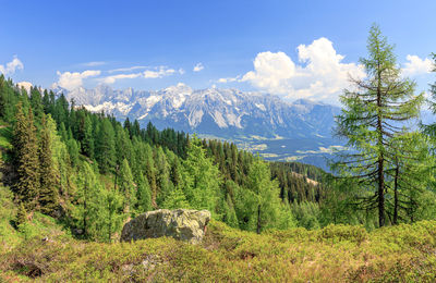 Scenic view of pine trees against sky