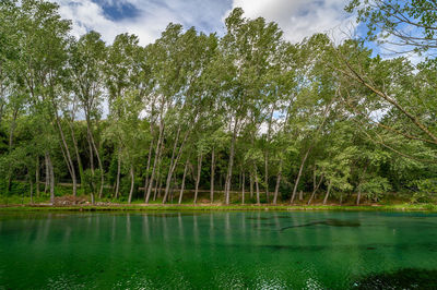 Scenic view of lake in forest against sky