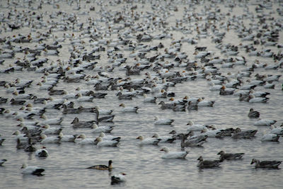 High angle view of ducks swimming in lake