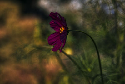 Close-up of red flower on plant