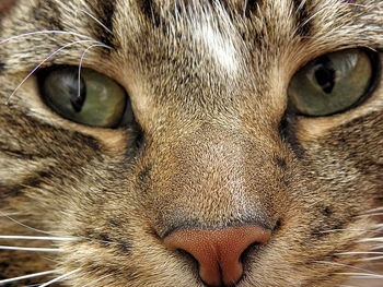 Close-up portrait of cat