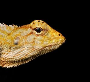 Close-up of lizard against black background