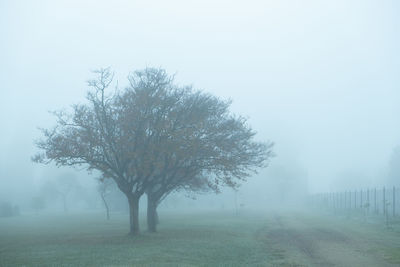 Foggy morning landscape