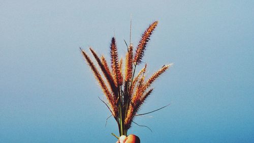 Low angle view of plant against clear blue sky