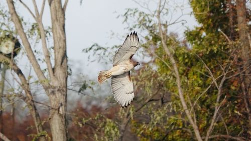 Bird flying in a forest