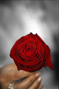 Close-up of red rose