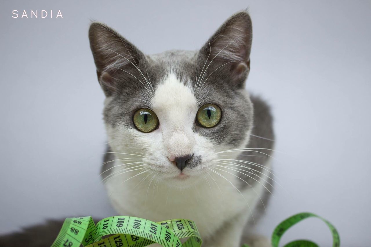 CLOSE-UP OF CAT LOOKING AT CAMERA