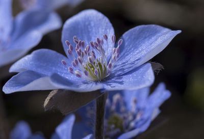 Close-up of crocus