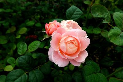 Close-up of pink rose